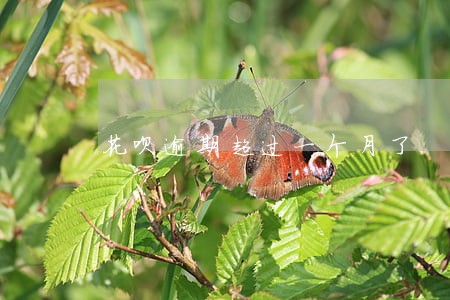 花呗逾期超过一个月了 花呗逾期超过一个月了