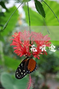 花呗逾期超过一个月怎么办 花呗逾期超过一个月怎么办