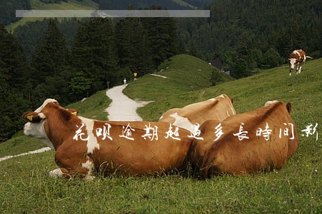 花呗逾期超过多长时间影响信用 花呗逾期超过多长时间影响信用