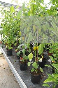 花呗逾期跟分期手机有关系吗 花呗逾期跟分期手机有关系吗