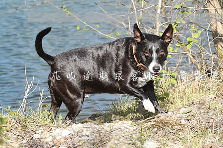 花呗逾期跟客服协商需要什么 花呗逾期跟客服协商需要什么