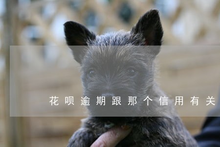 花呗逾期跟那个信用有关吗 花呗逾期跟那个信用有关吗