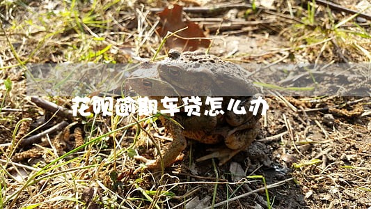 花呗逾期车贷怎么办 花呗逾期车贷怎么办