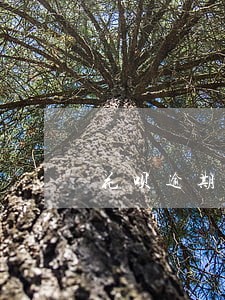 花呗逾期转入下月账单怎么办 花呗逾期转入下月账单怎么办
