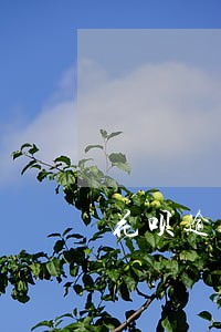 花呗逾期转账会自动还吗 花呗逾期转账会自动还吗