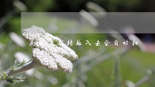 花呗逾期转账入去会自动扣 花呗逾期转账入去会自动扣