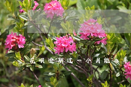 花呗逾期过一个月能办车贷吗 花呗逾期过一个月能办车贷吗