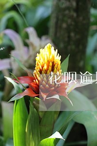 花呗逾期过一次可以买房吗 花呗逾期过一次可以买房吗