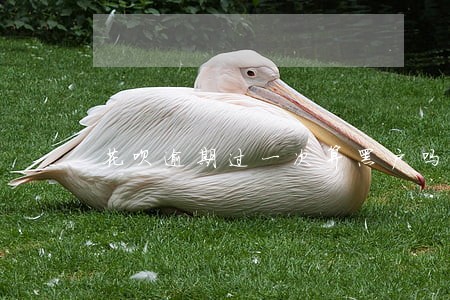 花呗逾期过一次算黑户吗 花呗逾期过一次算黑户吗