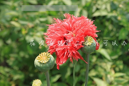 花呗逾期过三个月可以办信用卡吗
