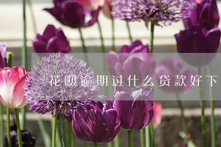 花呗逾期过什么贷款好下款 花呗逾期过什么贷款好下款