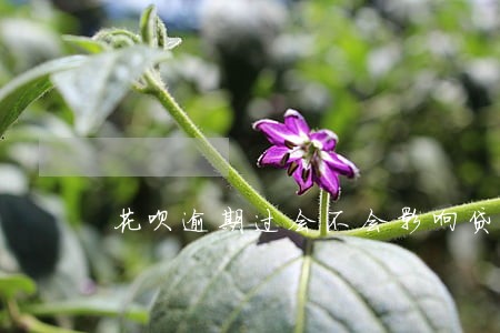 花呗逾期过会不会影响贷款买车 花呗逾期过会不会影响贷款买车