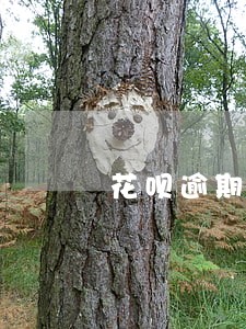 花呗逾期过会影响以后买车买房吗 花呗逾期过会影响以后买车买房吗