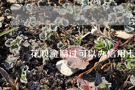 花呗逾期过可以办信用卡