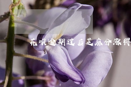 花呗逾期过后芝麻分涨得好慢 花呗逾期过后芝麻分涨得好慢