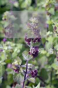 花呗逾期过对分期乐有影响吗 花呗逾期过对分期乐有影响吗