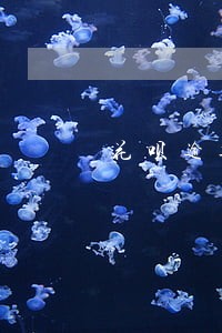 花呗逾期过就冻结了