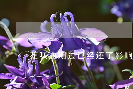 花呗逾期过已经还了影响车贷吗 花呗逾期过已经还了影响车贷吗