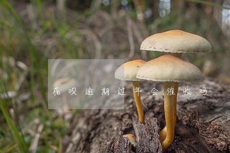 花呗逾期过年会催收吗