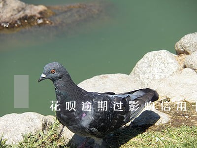 花呗逾期过影响信用卡审核