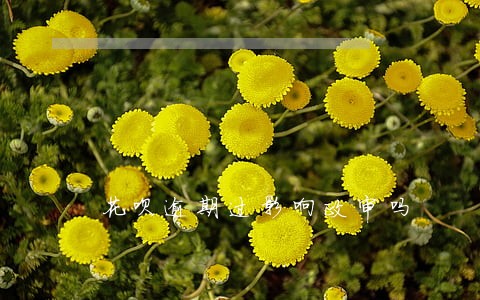 花呗逾期过影响政审吗 花呗逾期过影响政审吗