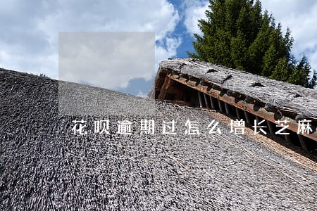花呗逾期过怎么增长芝麻分 花呗逾期过怎么增长芝麻分