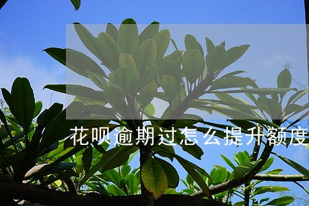 花呗逾期过怎么提升额度 花呗逾期过怎么提升额度