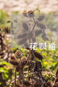 花呗逾期过怎么提额度吗