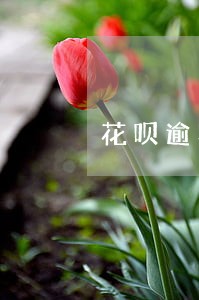 花呗逾期过手机分期可以办吗 花呗逾期过手机分期可以办吗