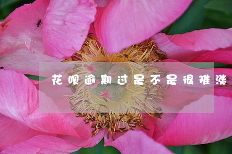 花呗逾期过是不是很难涨额度 花呗逾期过是不是很难涨额度