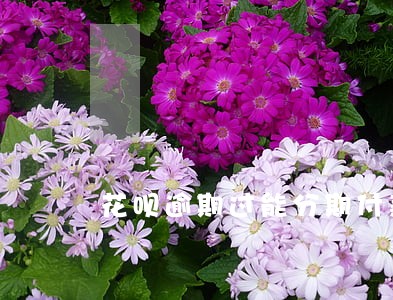 花呗逾期过能分期付款买车么 花呗逾期过能分期付款买车么