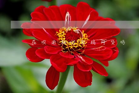 花呗逾期过能搞网贷吗 花呗逾期过能搞网贷吗
