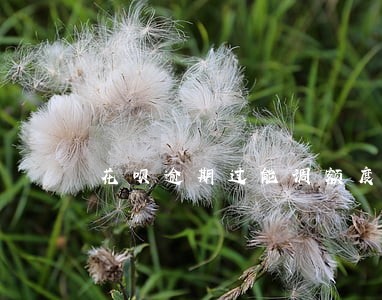 花呗逾期过能调额度吗 花呗逾期过能调额度吗
