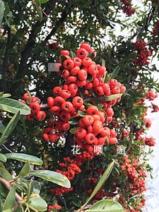 花呗逾期过能贷款吗 花呗逾期过能贷款吗
