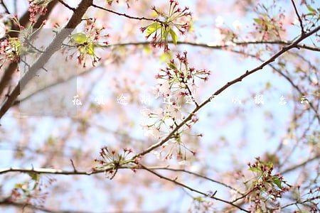 花呗逾期过还可以报名云客服吗 花呗逾期过还可以报名云客服吗