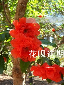 花呗逾期过还可以贷款买房吗 花呗逾期过还可以贷款买房吗