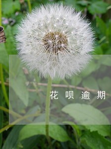 花呗逾期过还有额度能用吗 花呗逾期过还有额度能用吗