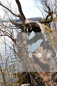 花呗逾期过还能借网贷吗 花呗逾期过还能借网贷吗