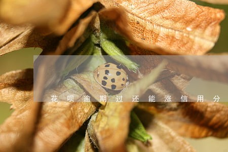 花呗逾期过还能涨信用分吗 花呗逾期过还能涨信用分吗