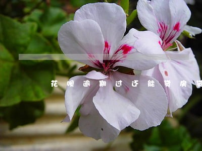花呗逾期过还能贷房贷吗 花呗逾期过还能贷房贷吗