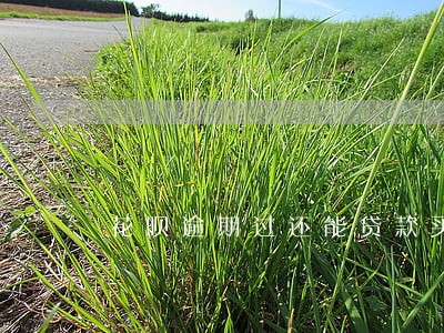 花呗逾期过还能贷款买房吗