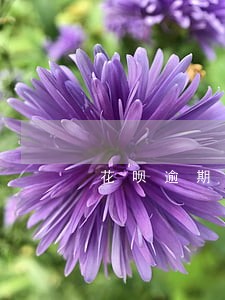 花呗逾期还上一年后可以用了 花呗逾期还上一年后可以用了