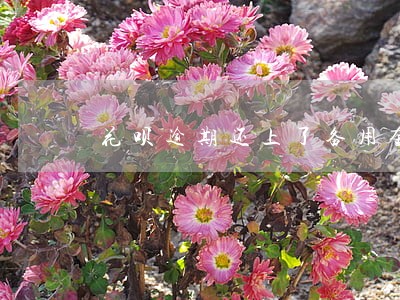花呗逾期还上了备用金啥时候能用 花呗逾期还上了备用金啥时候能用