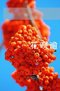 花呗逾期还上五天后观察