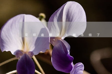 花呗逾期还上被冻结了 花呗逾期还上被冻结了