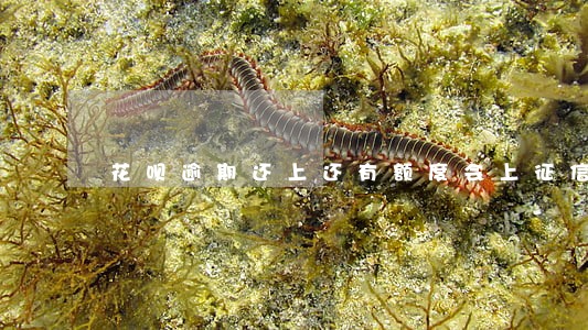 花呗逾期还上还有额度会上征信吗 花呗逾期还上还有额度会上征信吗
