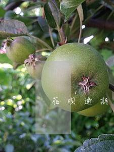 花呗逾期还了三年有影响嘛