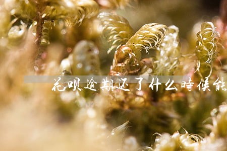 花呗逾期还了什么时候能涨额度 花呗逾期还了什么时候能涨额度