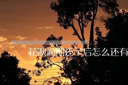 花呗逾期还了后怎么还有人打电话 花呗逾期还了后怎么还有人打电话
