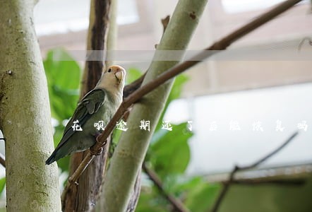 花呗逾期还了后能恢复吗 花呗逾期还了后能恢复吗